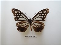 藏品(斯氏絹斑蝶)的圖片